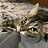 Iamacat